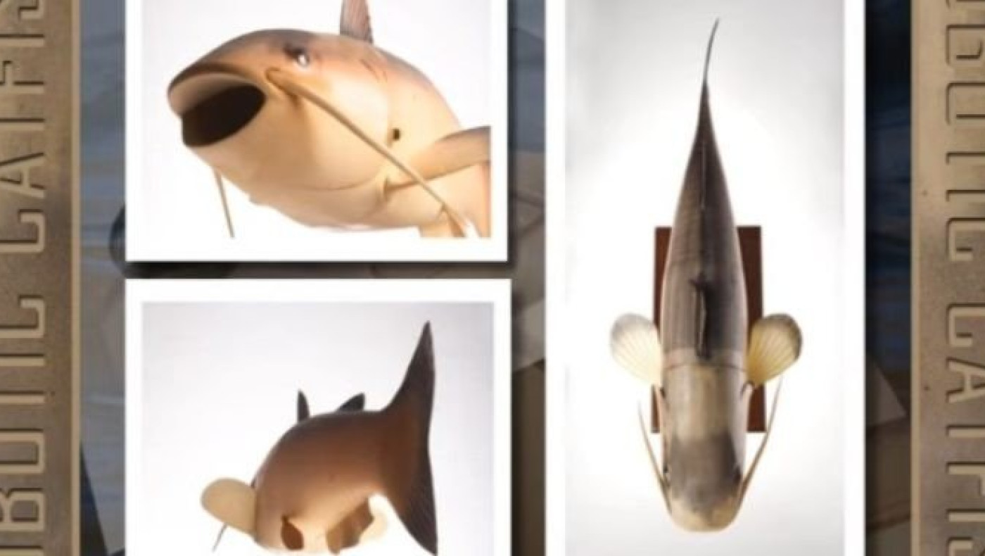 Το τρελό «πείραμα» της CIA: Γατόψαρο «κατάσκοπος», ονόματι Charlie