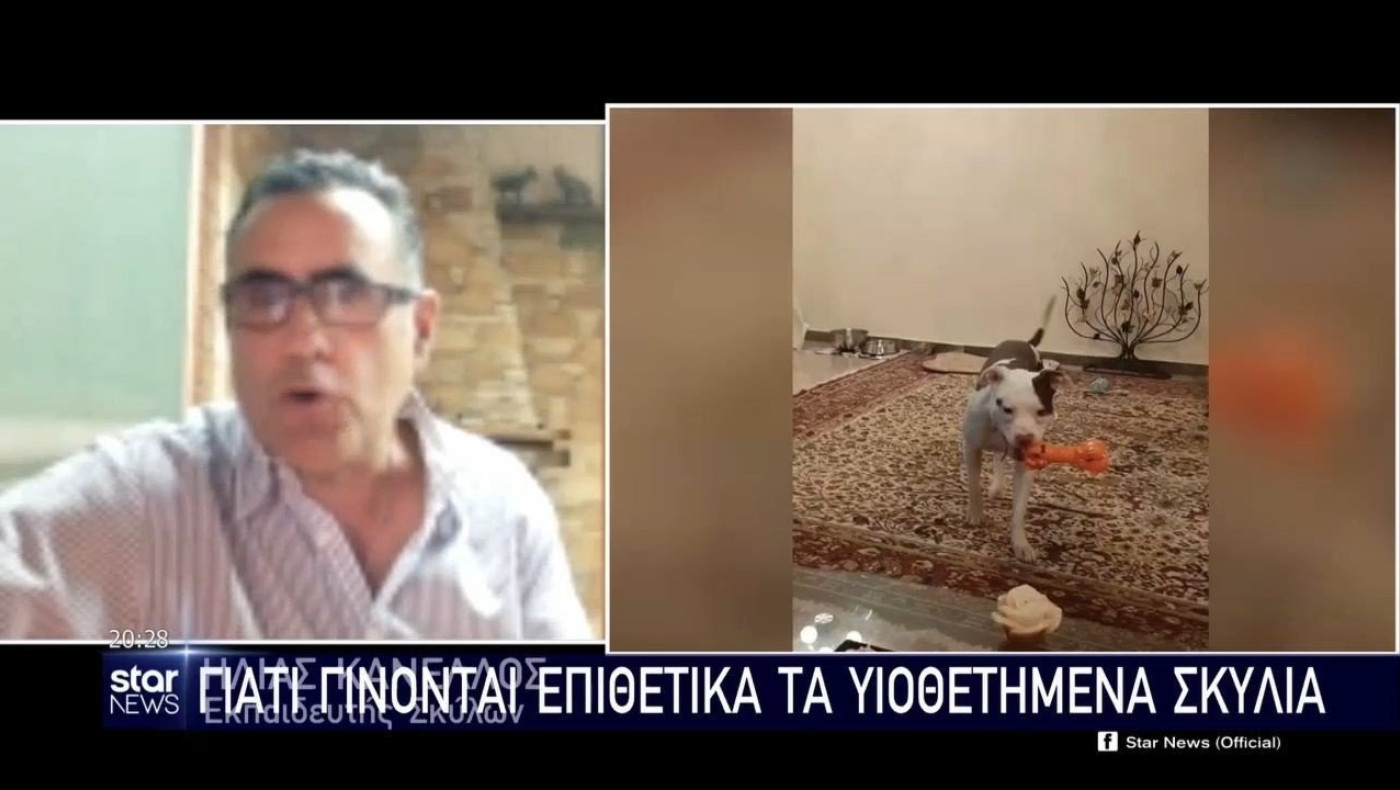 35χρονη δέχθηκε άγρια επίθεση από πιτ μπουλ που υιοθέτησε