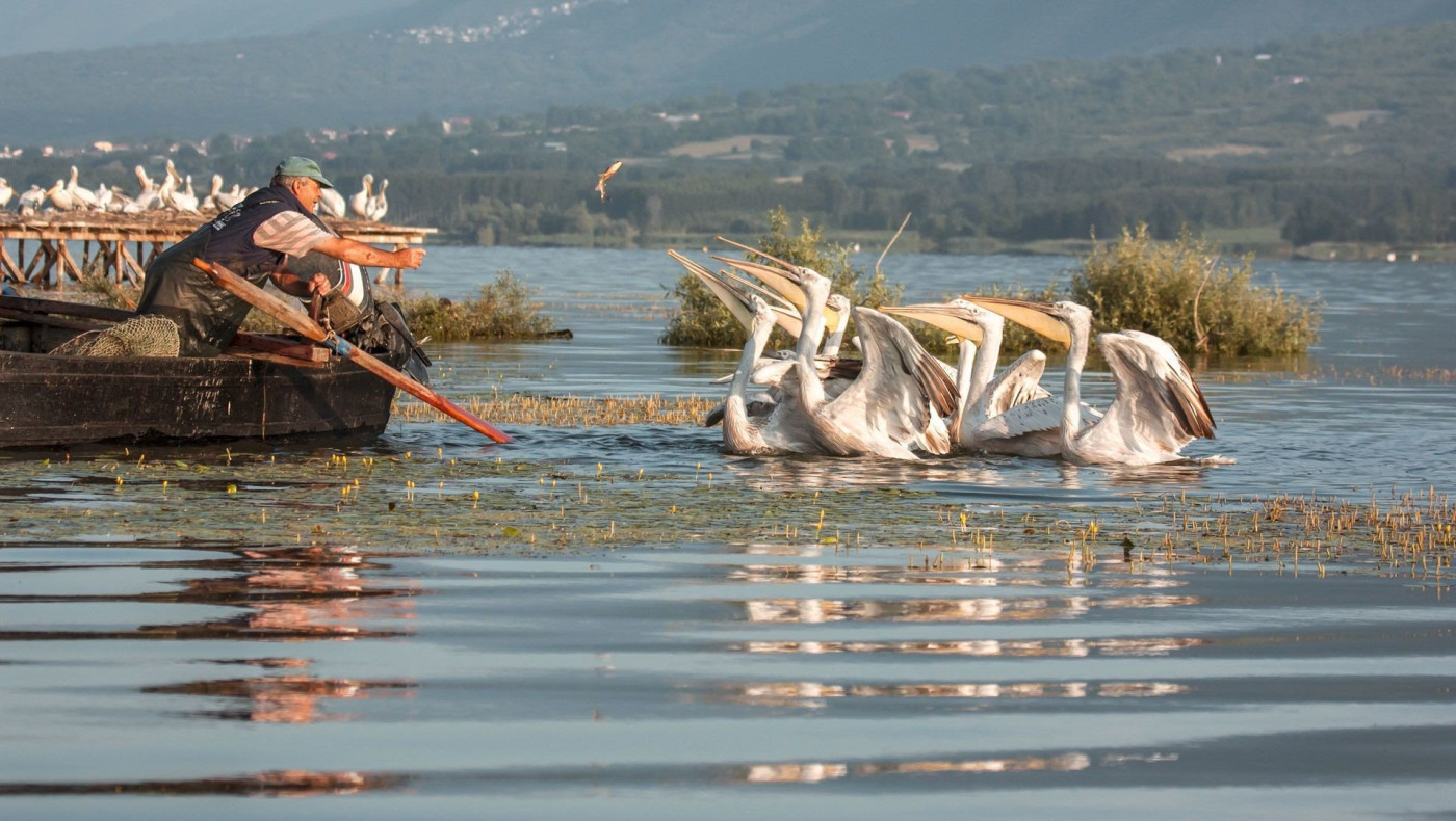 Λίμνη Κερκίνη: Σε επιφυλακή για κρούσματα γρίπης των πτηνών!