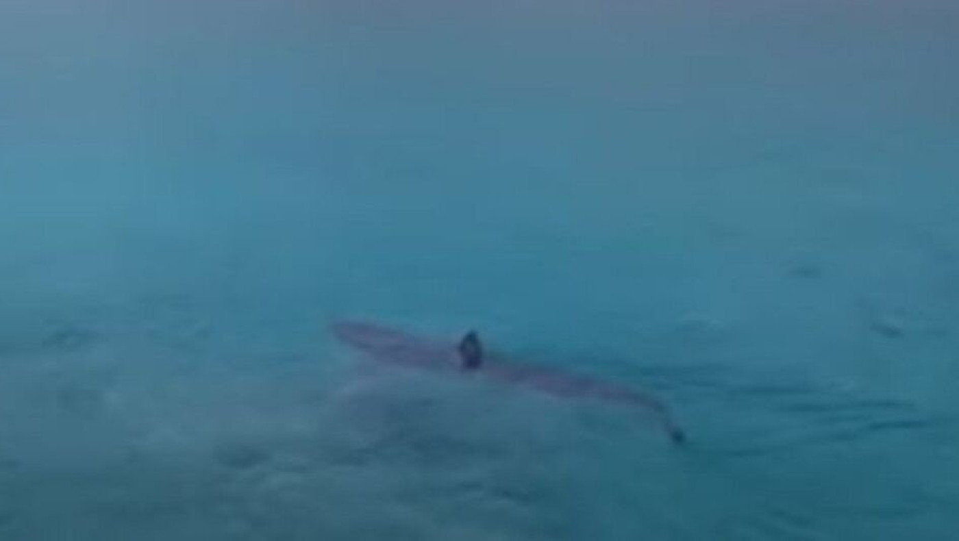 Δύσκολο πρωινό για ψαρά στο Γύθειο: Τον περικύκλωσε... καρχαρίας!