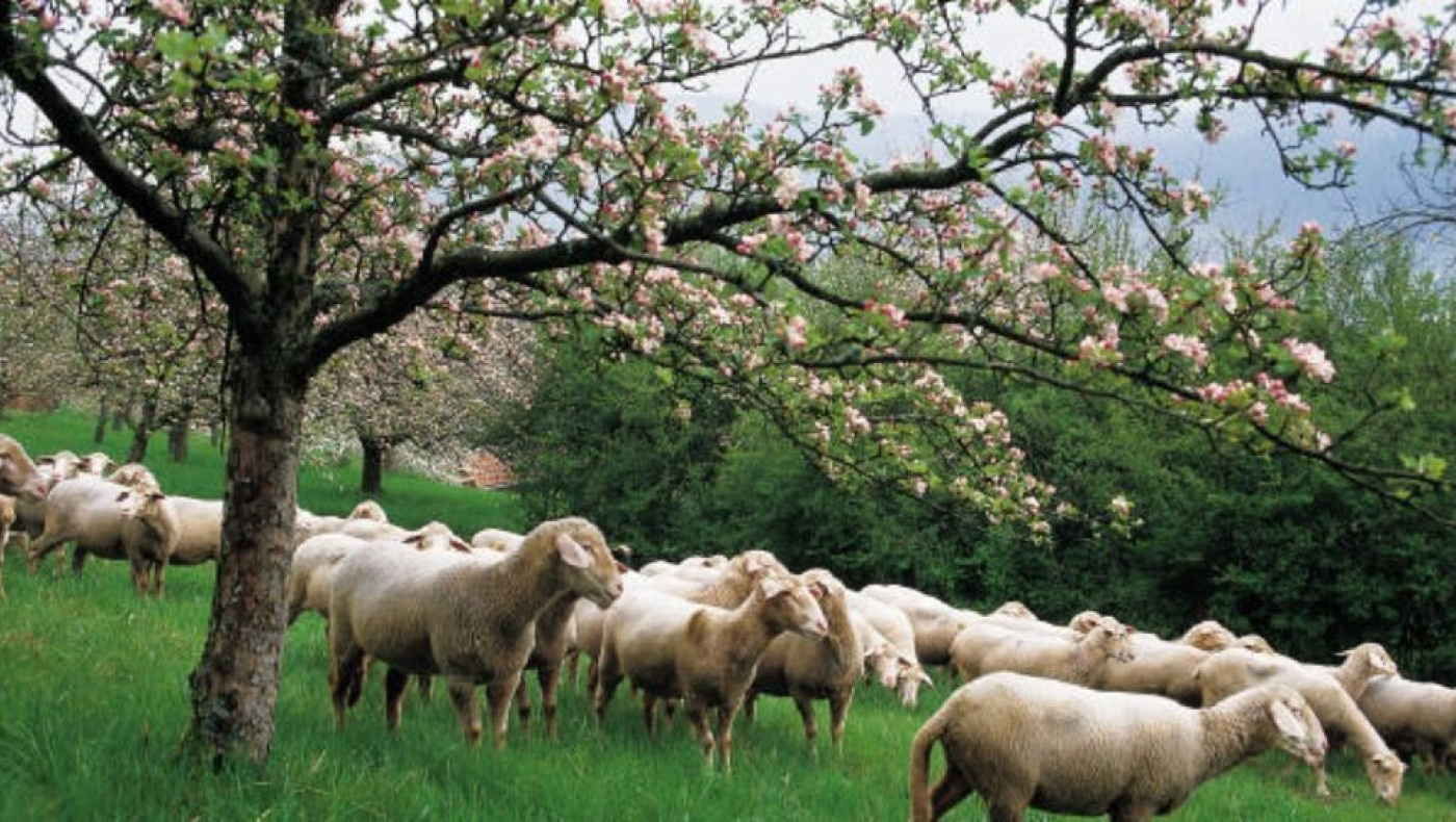 Χαλκιδική: Έκλεψαν πενήντα αμνοερίφια από το σφαγείο Γαλάτιστας