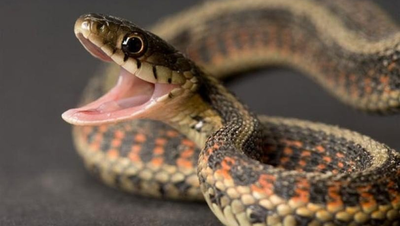 Χαμός με τα φίδια στην Θεσσαλονίκη: Μπαίνουν στα αυτοκίνητα