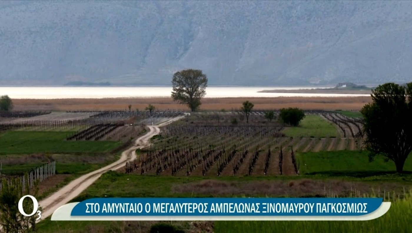 Γιατί ξεχωρίζουν οι αμπελώνες της Δυτικής Μακεδονίας