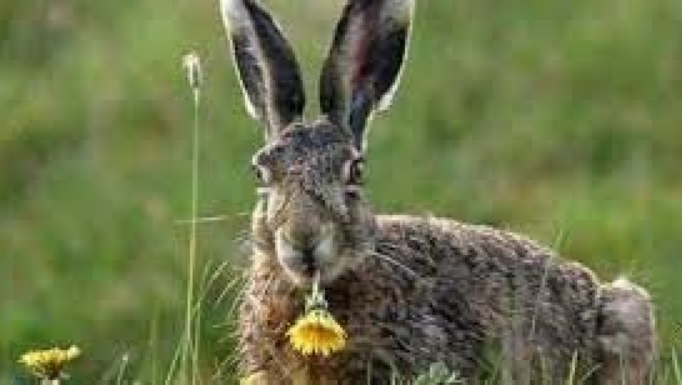 Καλαμαριά: Ένας επισκέπτης... που τρέχει στο στρατόπεδο Κόδρα