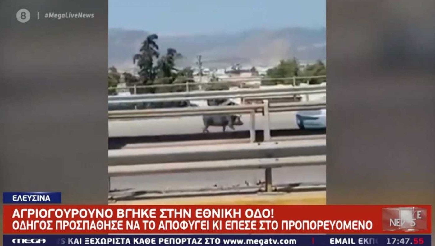 Σοβαρό τροχαίο στην Εθνική Οδό με ένα αγριογούρουνο