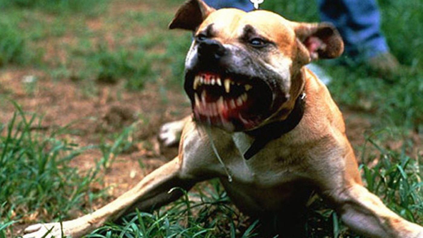 Στο νοσοκομείο εννέα άτομα έπειτα από επίθεση σκύλου στο Νέο Ρύσιο