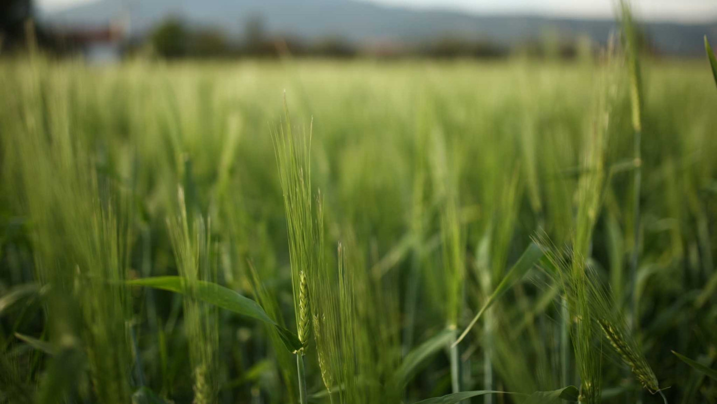 Κρήτη: Θρίλερ με 20χρονο που βρέθηκε νεκρός κάτω από δέντρο