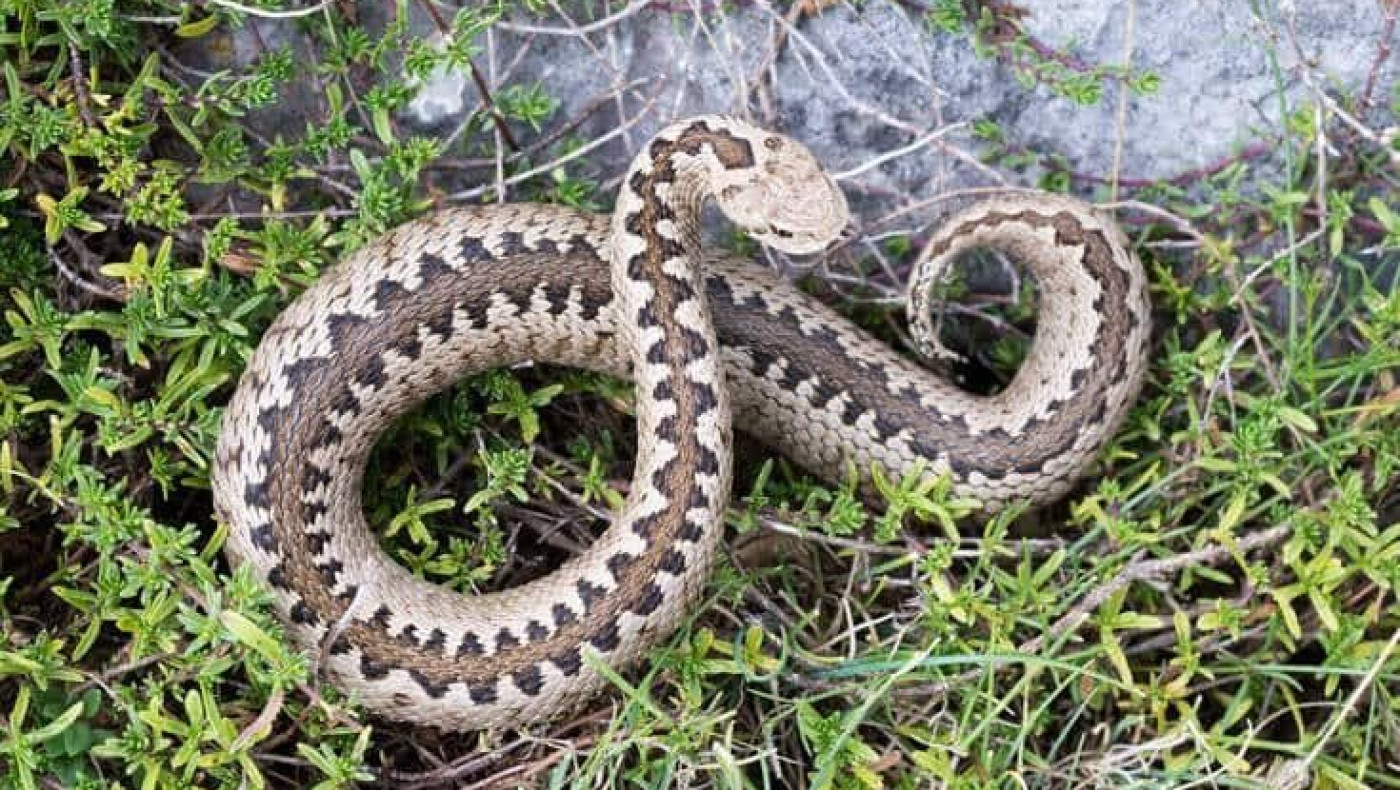 Εσπευσμένα σε ΜΕΘ στη Θεσσαλονίκη η 4χρονη που τη δάγκωσε οχιά στον Βόλο