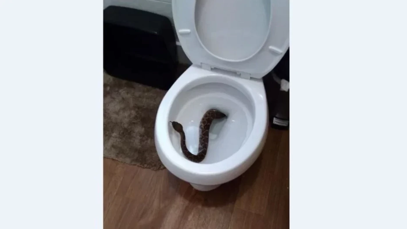 Φίδι ξετρύπωσε από τη... λεκάνη τουαλέτας σε κάμπινγκ