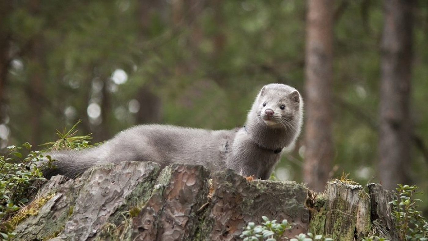 Καστοριά: Μινκ κολυμπούσαν... αμέριμνα στη λίμνη