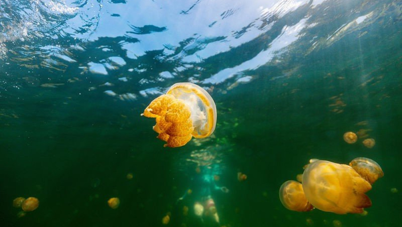 Τι πρέπει να κάνετε (και τι όχι) αν σας τσιμπήσει μέδουσα