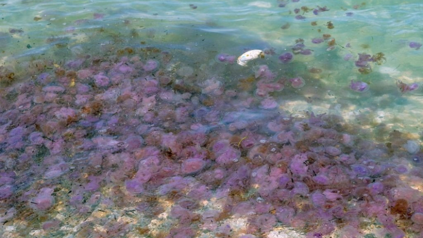 «Πληθυσμιακό Bloom»: Τοξικές μέδουσες στη Χαλκιδική