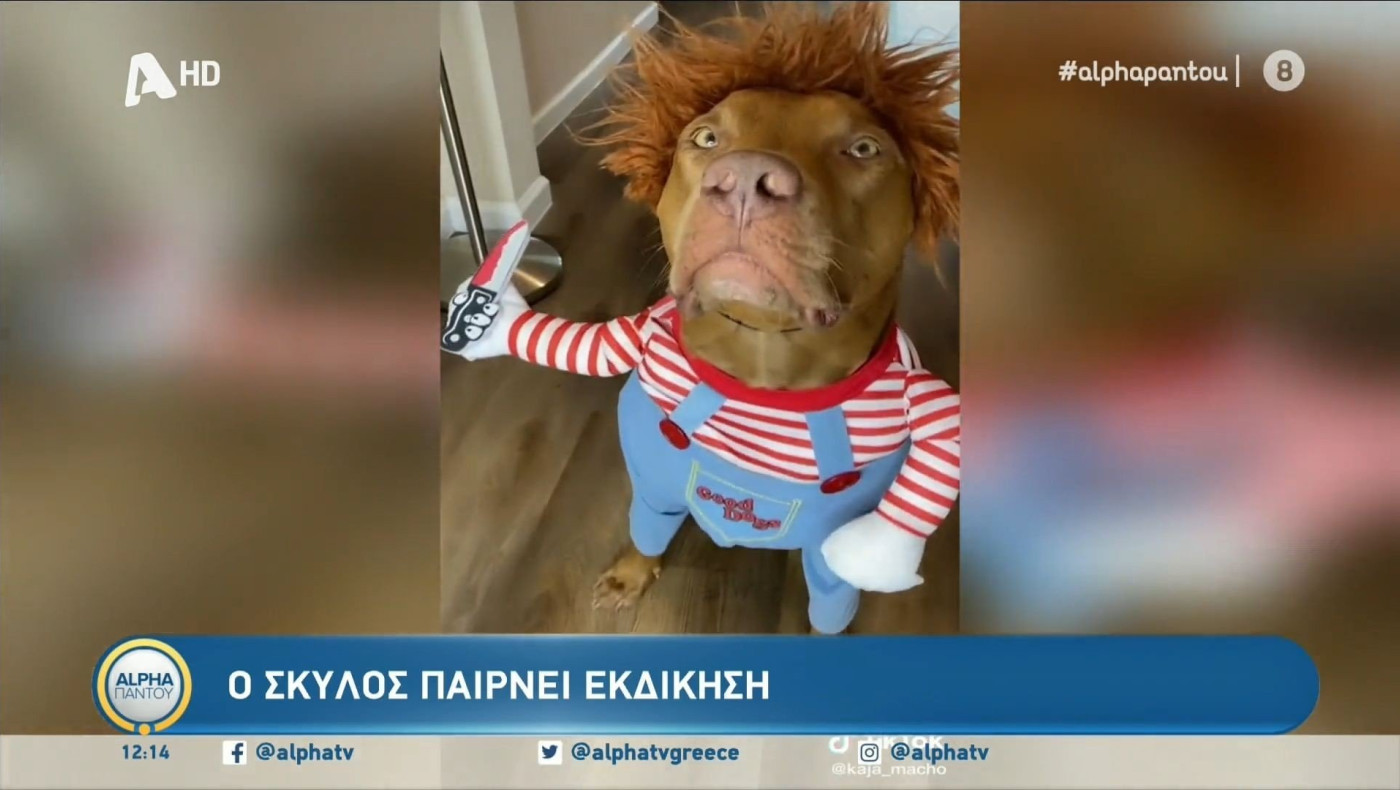 Ο σκύλος... που αποφάσισε να πάρει εκδίκηση!