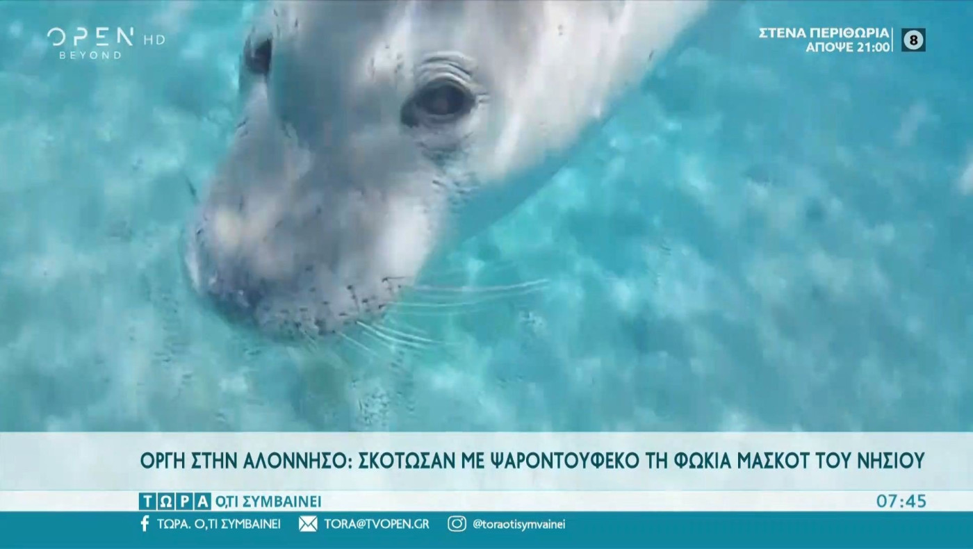 Οργή: Σκότωσαν τη φώκια μασκότ της Αλοννήσου!