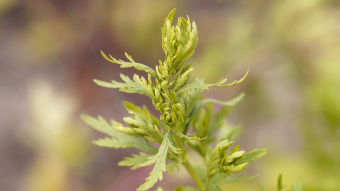 Κορωνοϊός: Το θεραπευτικό φυτό που μπορεί να εξουδετερώσει τον φονικό ιό