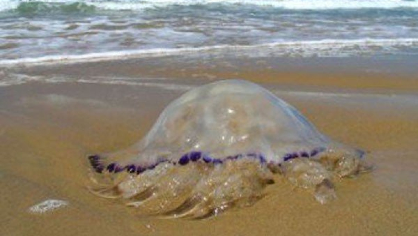 Γιατί δεν πρέπει να βγάζουμε τις μέδουσες στη στεριά