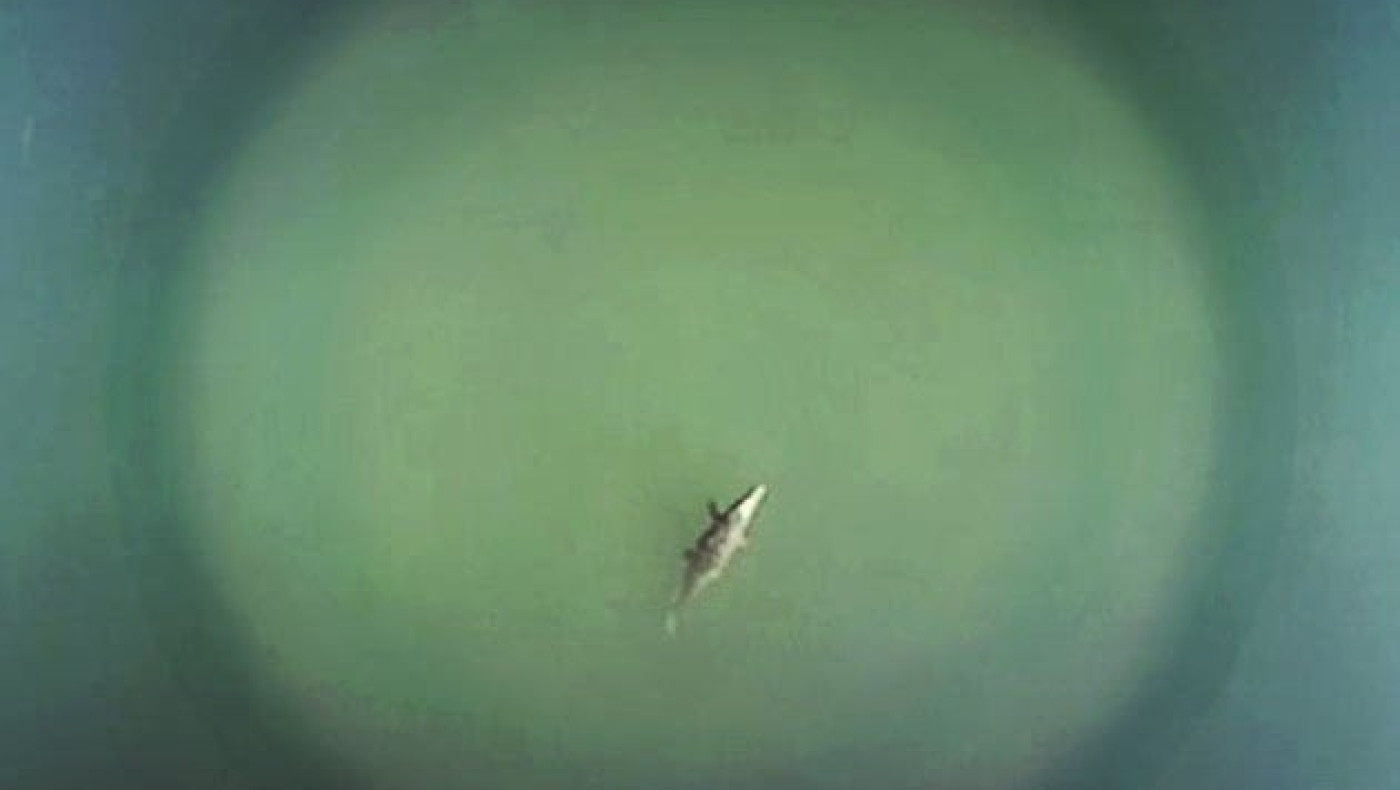 Ο κροκόδειλος που βολτάρει στο Ρέθυμνο (βίντεο)