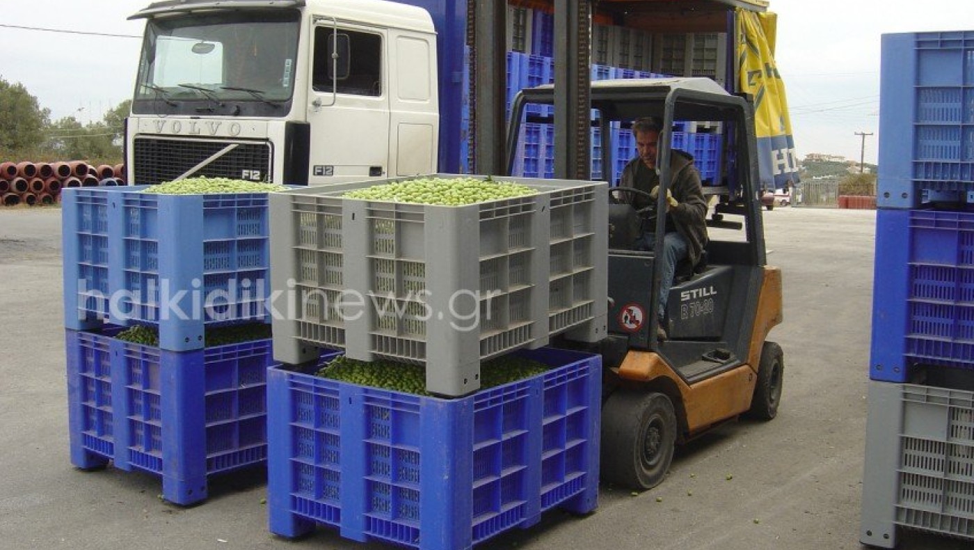 Χαλκιδική: Καταστροφική χρονιά για τους ελαιοπαραγωγούς!