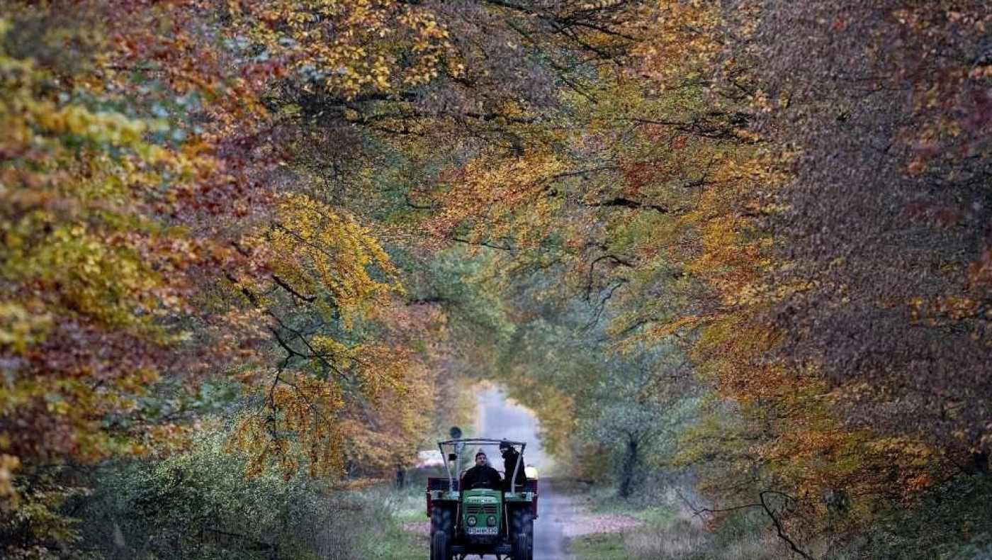 Πώς αντιμετωπίζουν τις φωτιές στη Γερμανία; Κάμερες στα δάση, αρίθμηση δέντρων και κανένα εναέριο μέσο