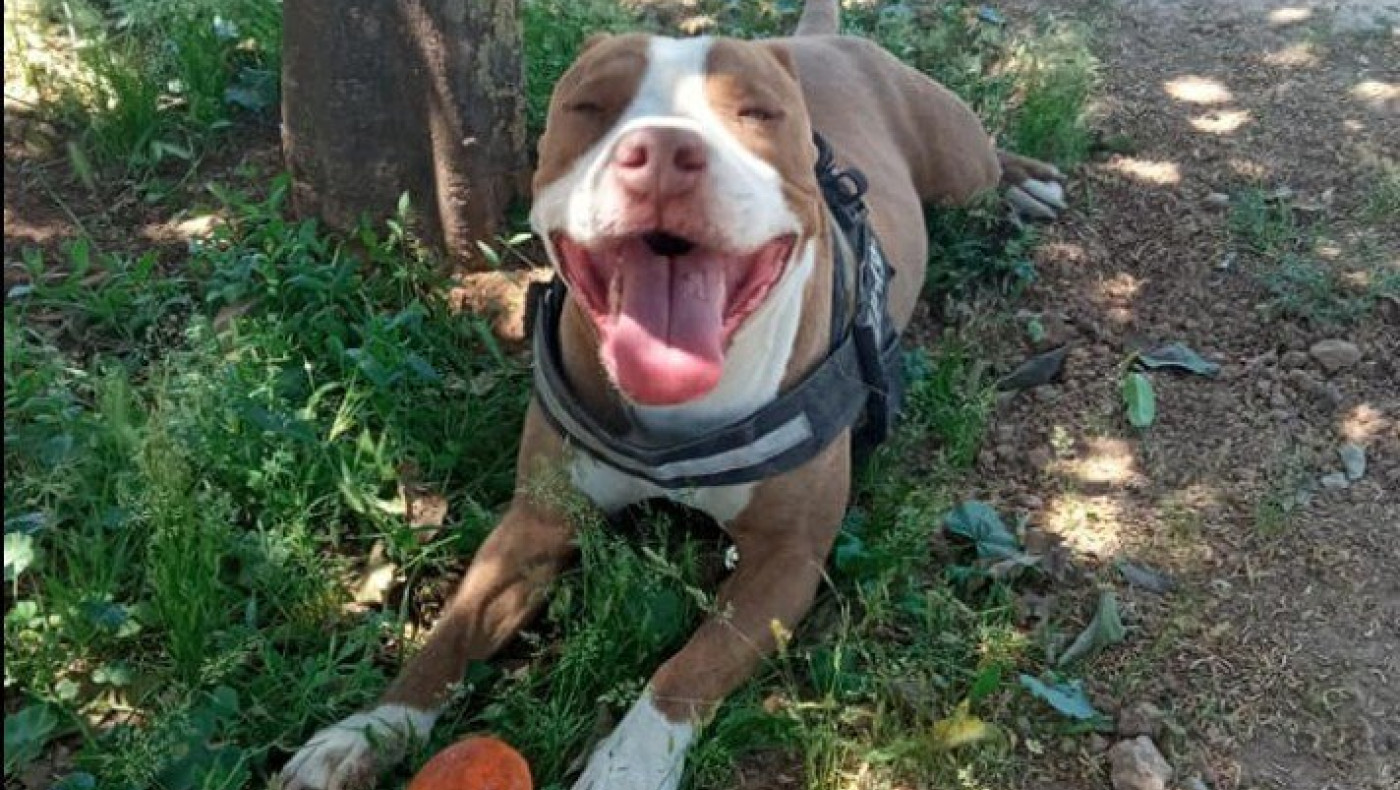 Γαλάτσι: Στον εισαγγελέα οι ιδιοκτήτες του πίτμπουλ