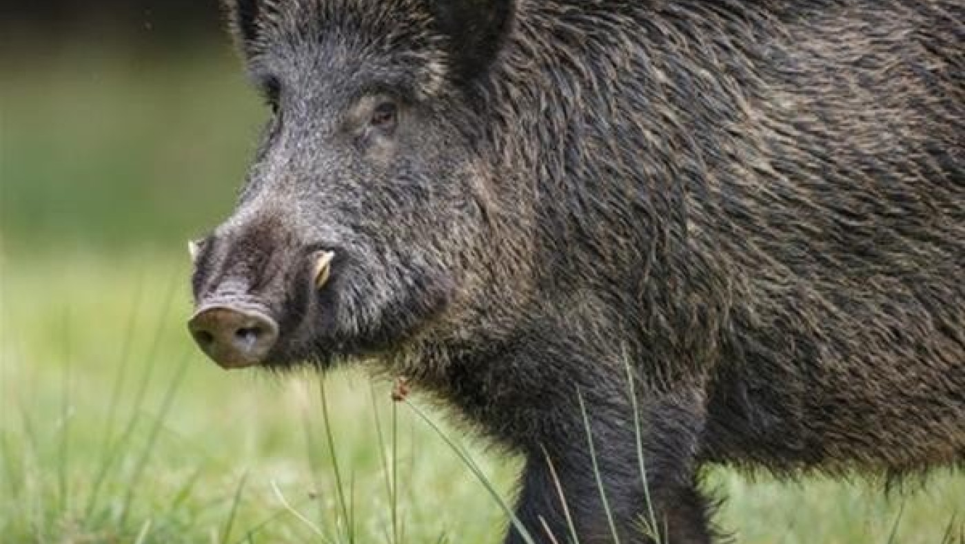 Εορδαία: Λύκοι και αγριόχοιροι καταστρέφουν χωράφια και κτηνοτροφικές μονάδες