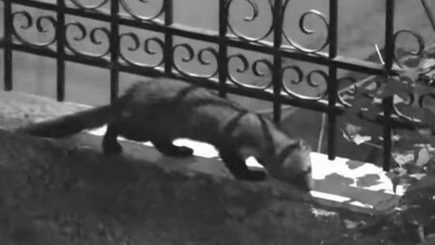 Καστοριά: Τα μινκ μπαίνουν στα σπίτια – Οι εικόνες που «πάγωσαν» τους ιδιοκτήτες