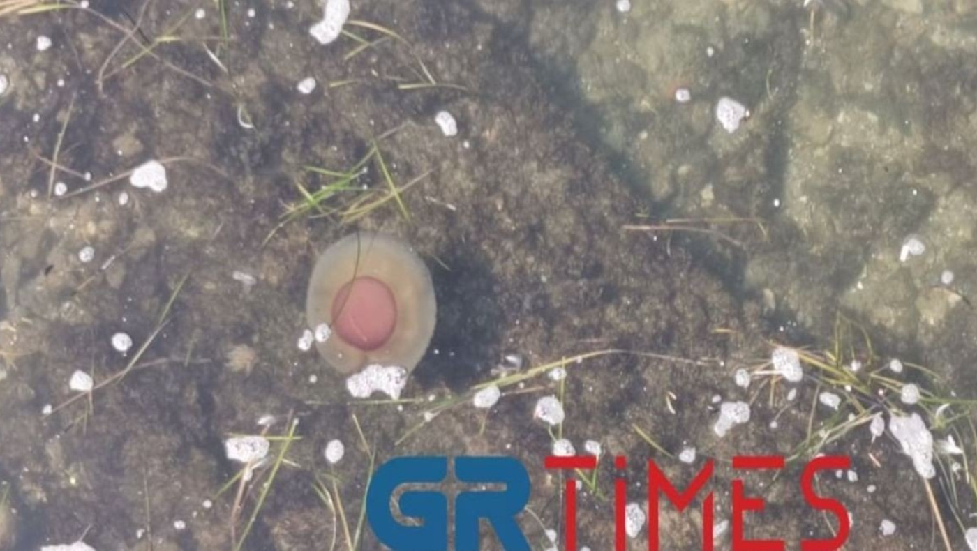 Θεσσαλονίκη – Γέμισε μέδουσες σαν «αυγά μάτια» ο Θερμαϊκός