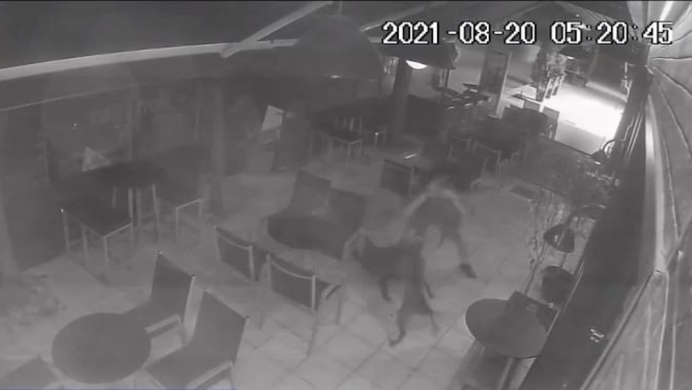 Θεσσαλονίκη: Ελεύθερος υπό όρους ο 25χρονος που σκότωσε σκύλο - Τι υποστήριξε