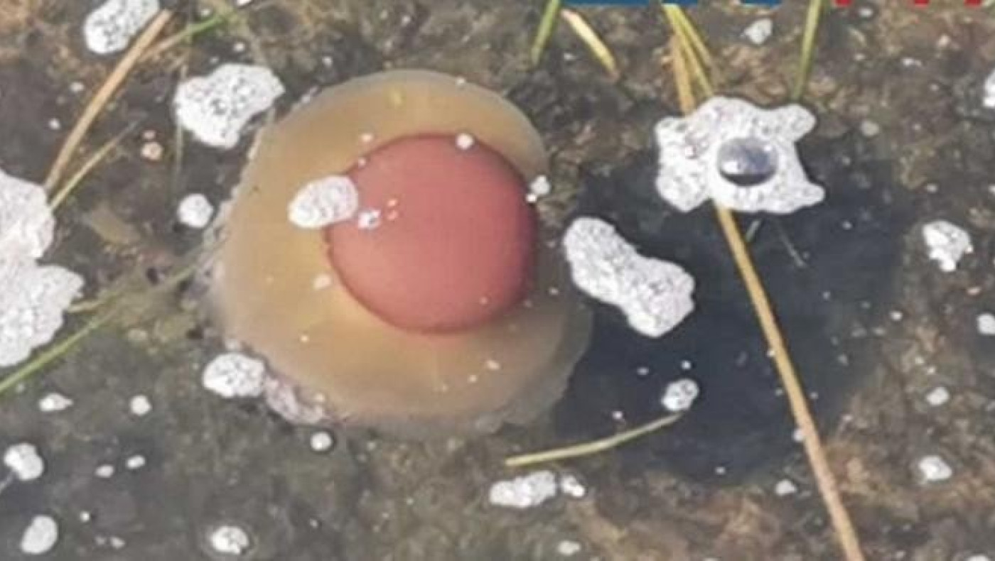 Μέδουσες σαν... αβγά μάτια στη Χαλκιδική