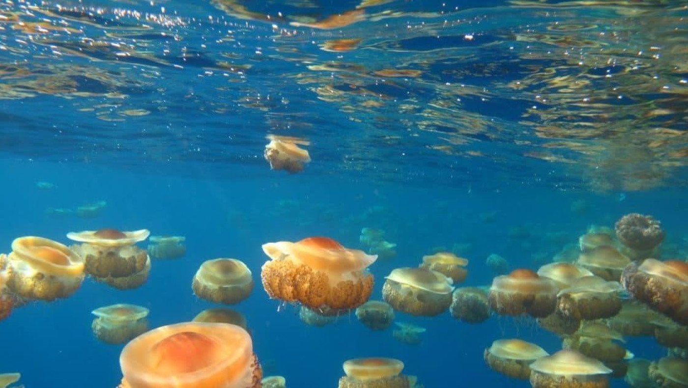 VIDEO: Αμέτρητες μέδουσες στη θάλασσα της Ουρανούπολης