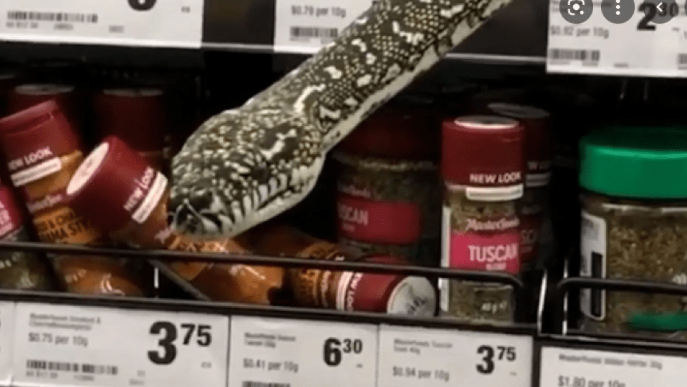 Φίδι 3 μέτρων έκανε βόλτες στα ράφια με τα μπαχαρικά σε σούπερ μάρκετ!
