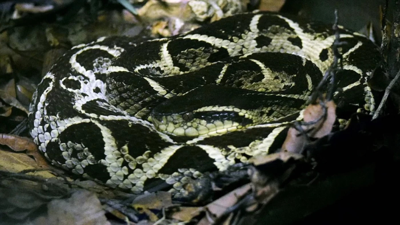 Δηλητήριο φιδιού από τη Βραζιλία... φάρμακο κατά του κορωνοϊού