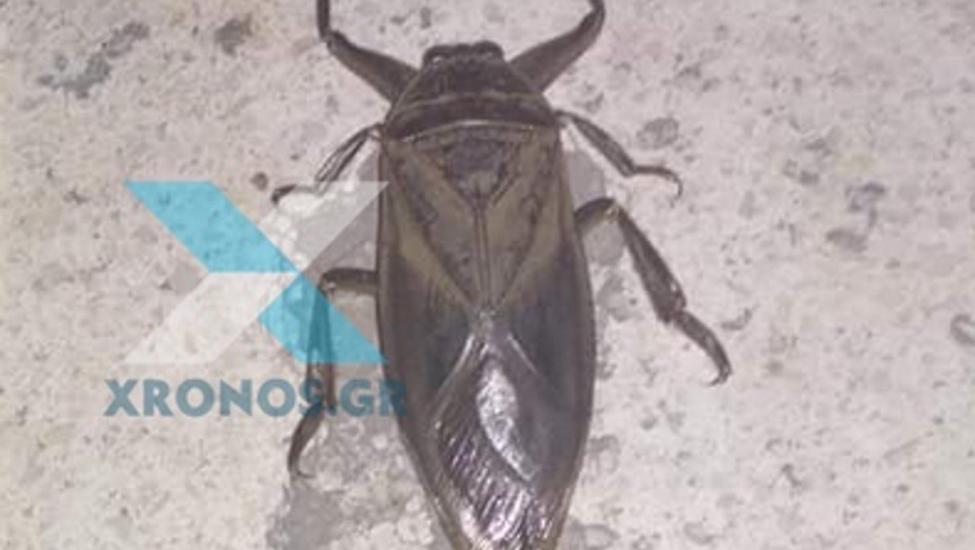 Πάργα: Μοιάζει με κατσαρίδα αλλά είναι δηλητηριώδες έντομο