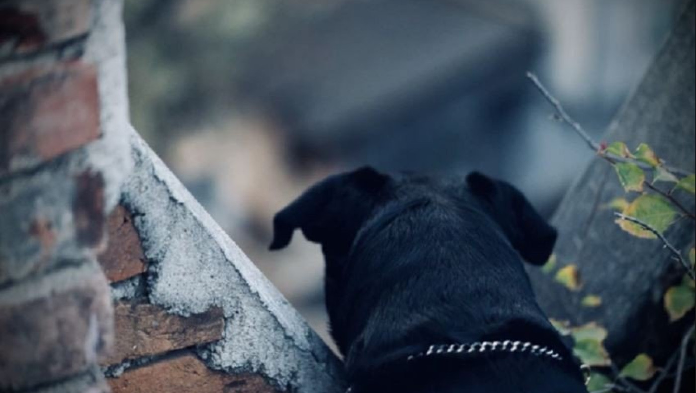 Κοζάνη: Ενοχοι οι ιδιοκτήτες των ροτβάιλερ για τον θάνατο του 5χρονου