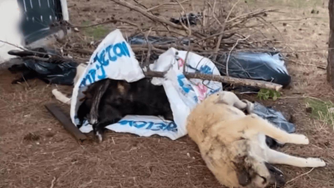 ΕΙΚΟΝΕΣ ΝΤΡΟΠΗΣ: Δηλητηριασμένα σκυλιά και γάτες στο Κιλκίς