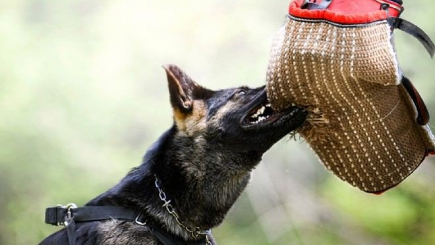 Αστυνομικοί άφησαν σκύλο να δαγκώνει άνδρα για 30 δευτερόλεπτα