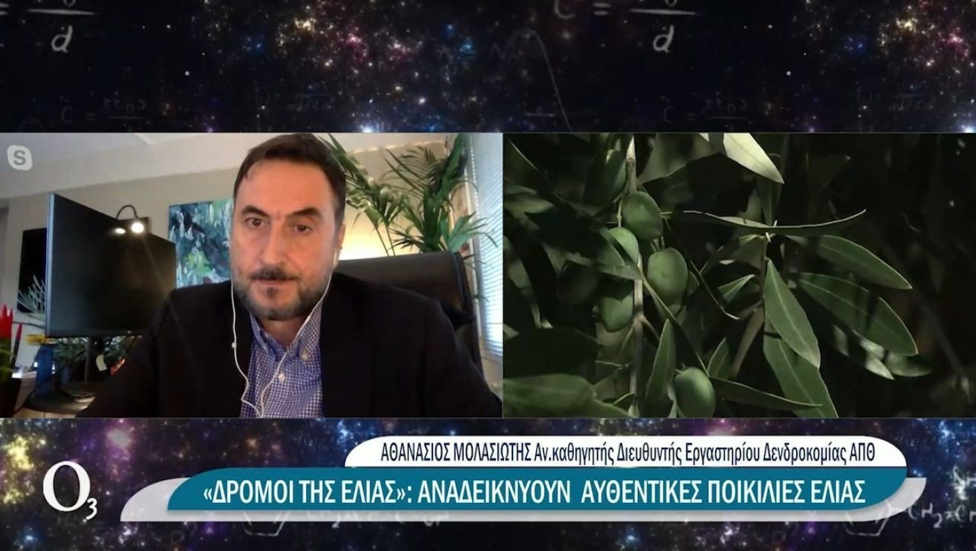 «Ξεκλείδωσε» το DNA εμβληματικών ελληνικών ποικιλιών ελιάς