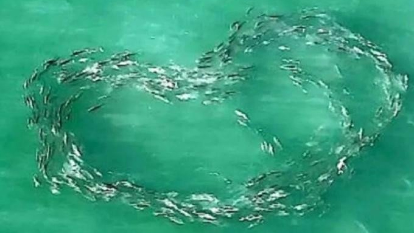 Κοπάδι ψαριών κολυμπά σε σχήμα τέλειας καρδιάς