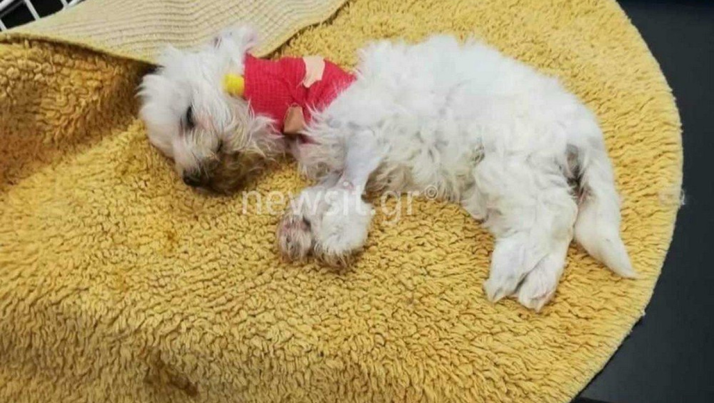 ΣΟΚ στη Θεσσαλονίκη: Πουλούσαν σκυλάκια ως υγιή και πέθαιναν από τύφο!