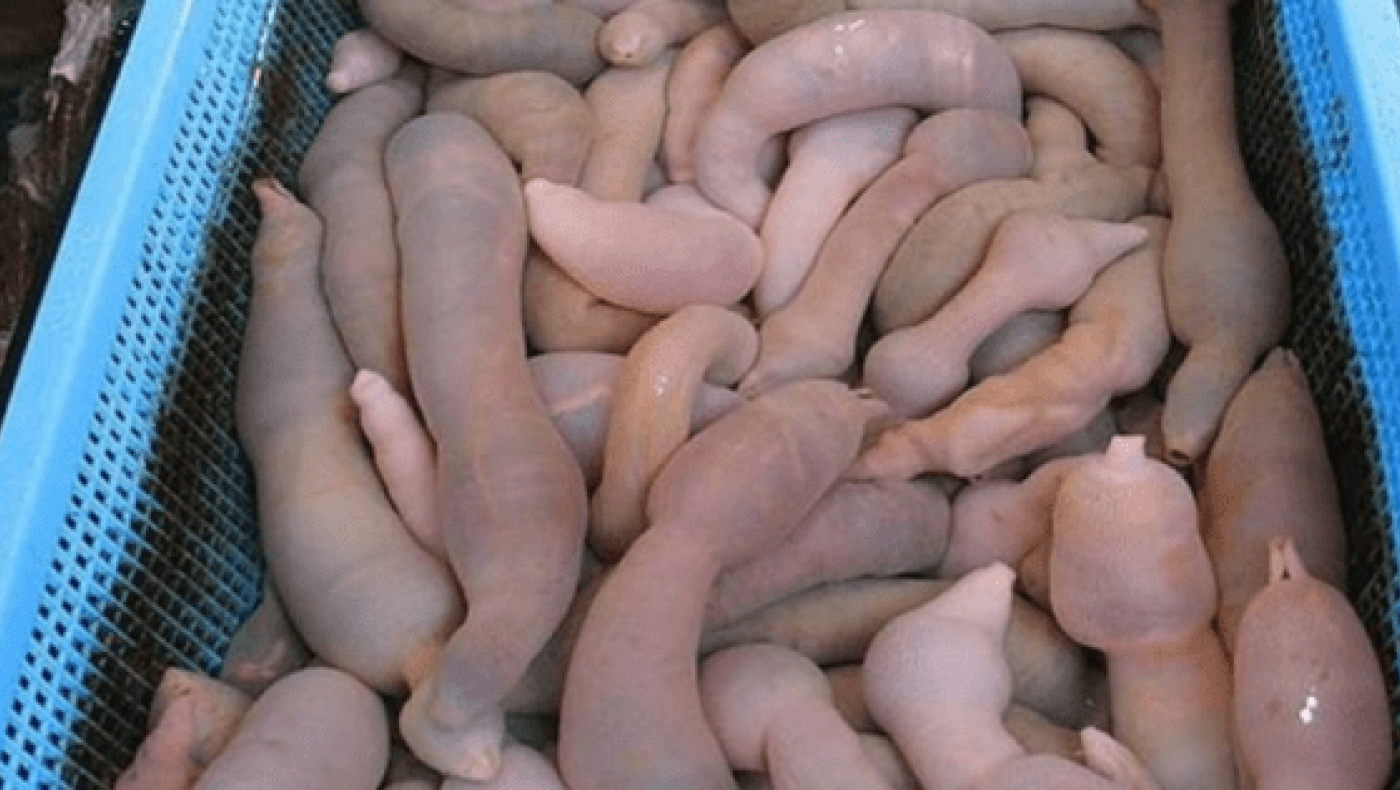 Κι όμως αυτό το πλάσμα είναι 100% αληθινό! (pic)