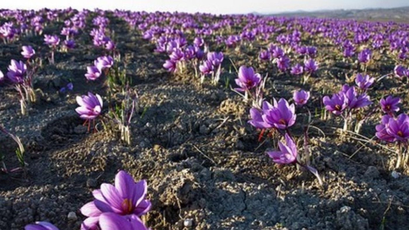 Κοζάνη: Καταστράφηκε το 50% της παραγωγής κρόκου από τη βροχή