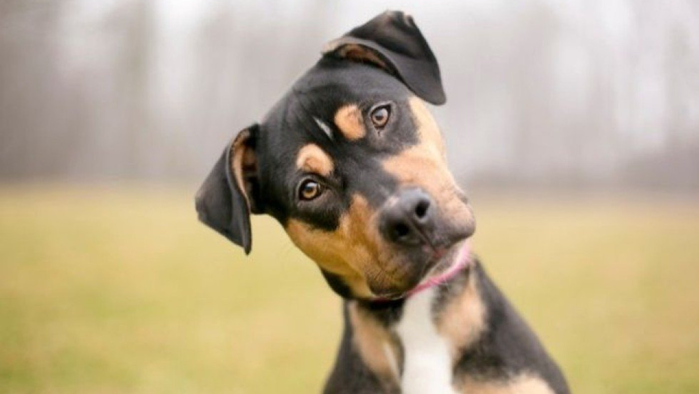 Οι σκύλοι δεν γέρνουν το κεφάλι τους για το λόγο που πιστεύαμε