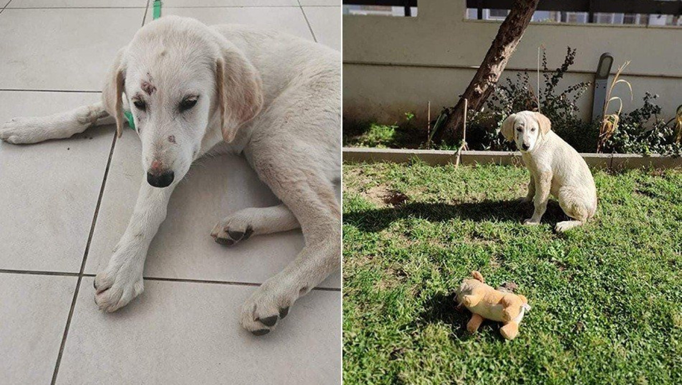 ΦΡΙΚΗ: Βίαζε κουτάβι στην Αλεξανδρούπολη