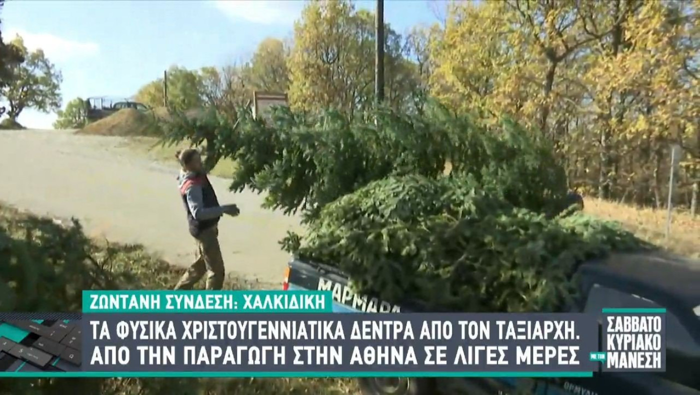 Χαλκιδική: Τα φυσικά Χριστουγεννιάτικα δέντρα από τον Ταξιάρχη