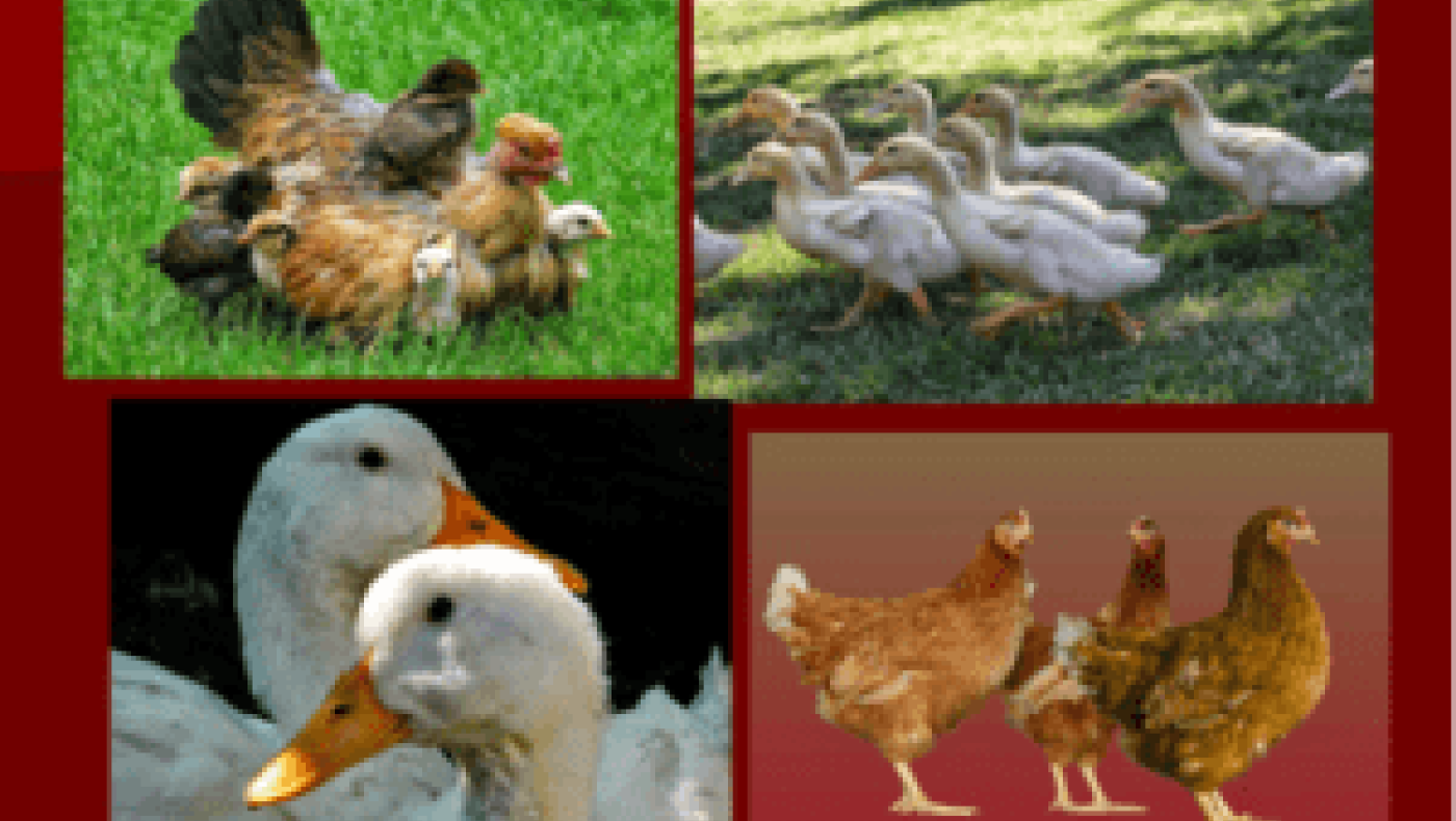 Ιδιαίτερα αυξημένος είναι ο κίνδυνος επανεμφάνισης της γρίπης των πτηνών