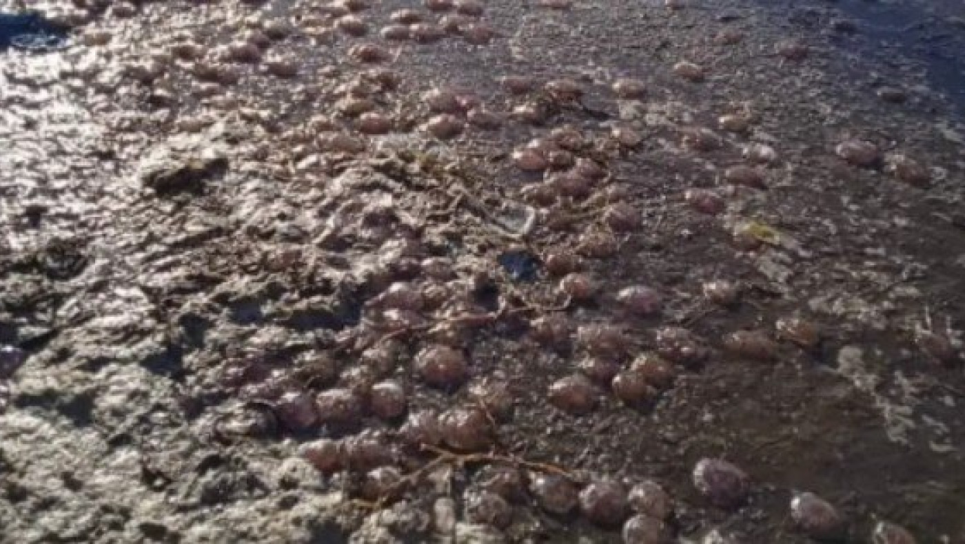 Τσούχτρες ξεβράστηκαν στους δρόμους της Άνδρου!