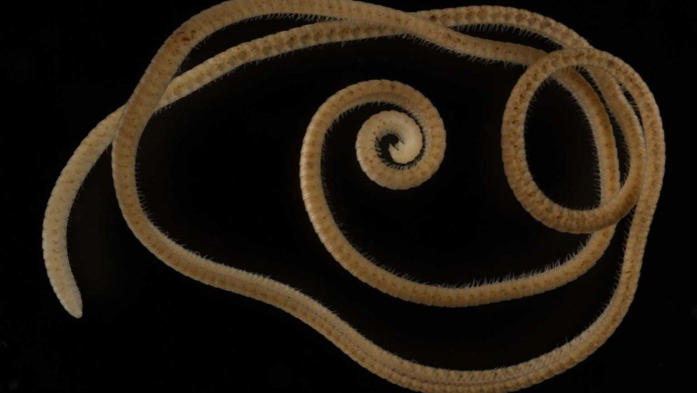 Ανακαλύφθηκε... «απόκοσμο» ζώο με 1.306 πόδια