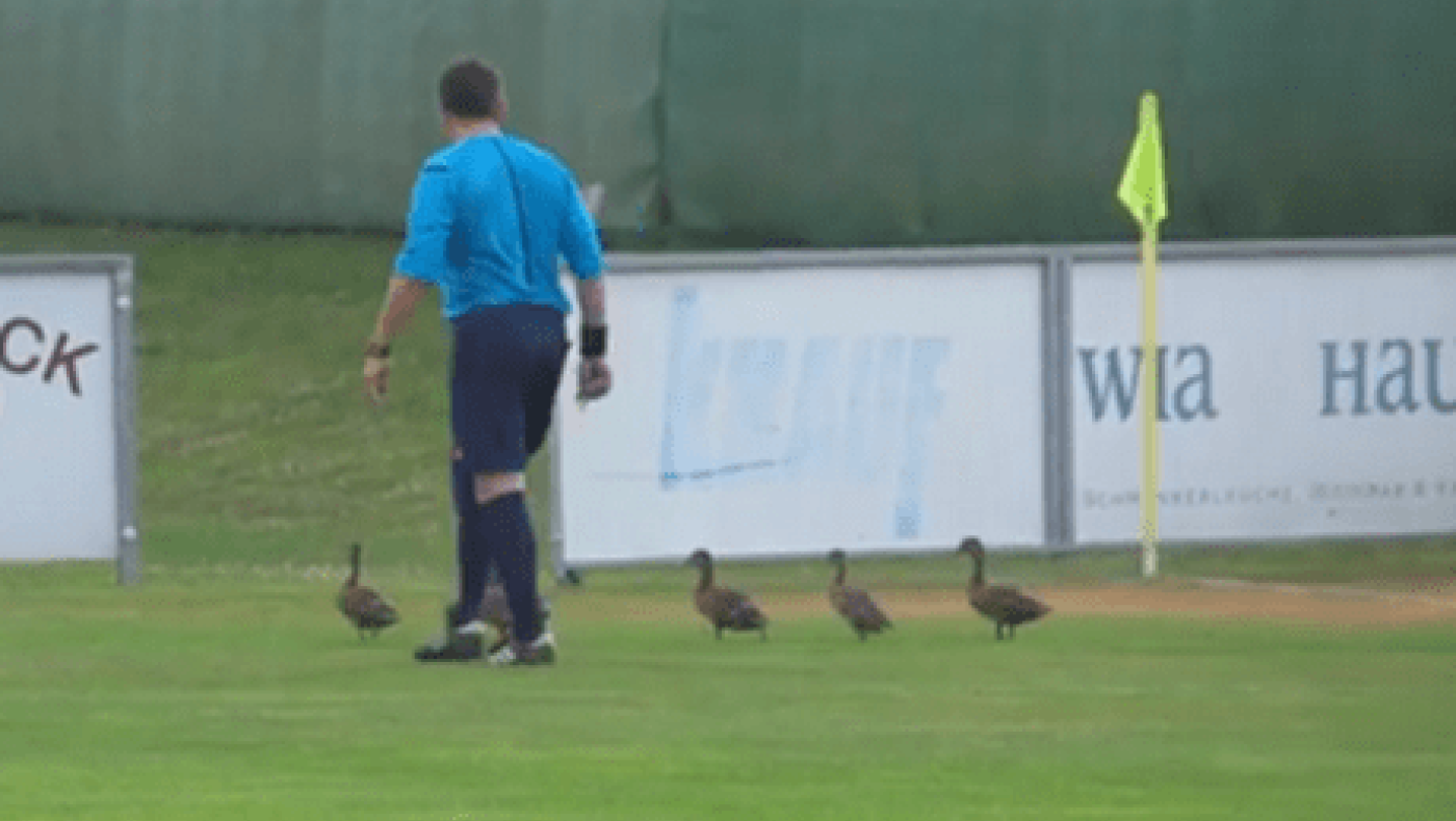 Οι... πάπιες διέκοψαν το Ζενίτ-Λουντογκόρετς! (video)