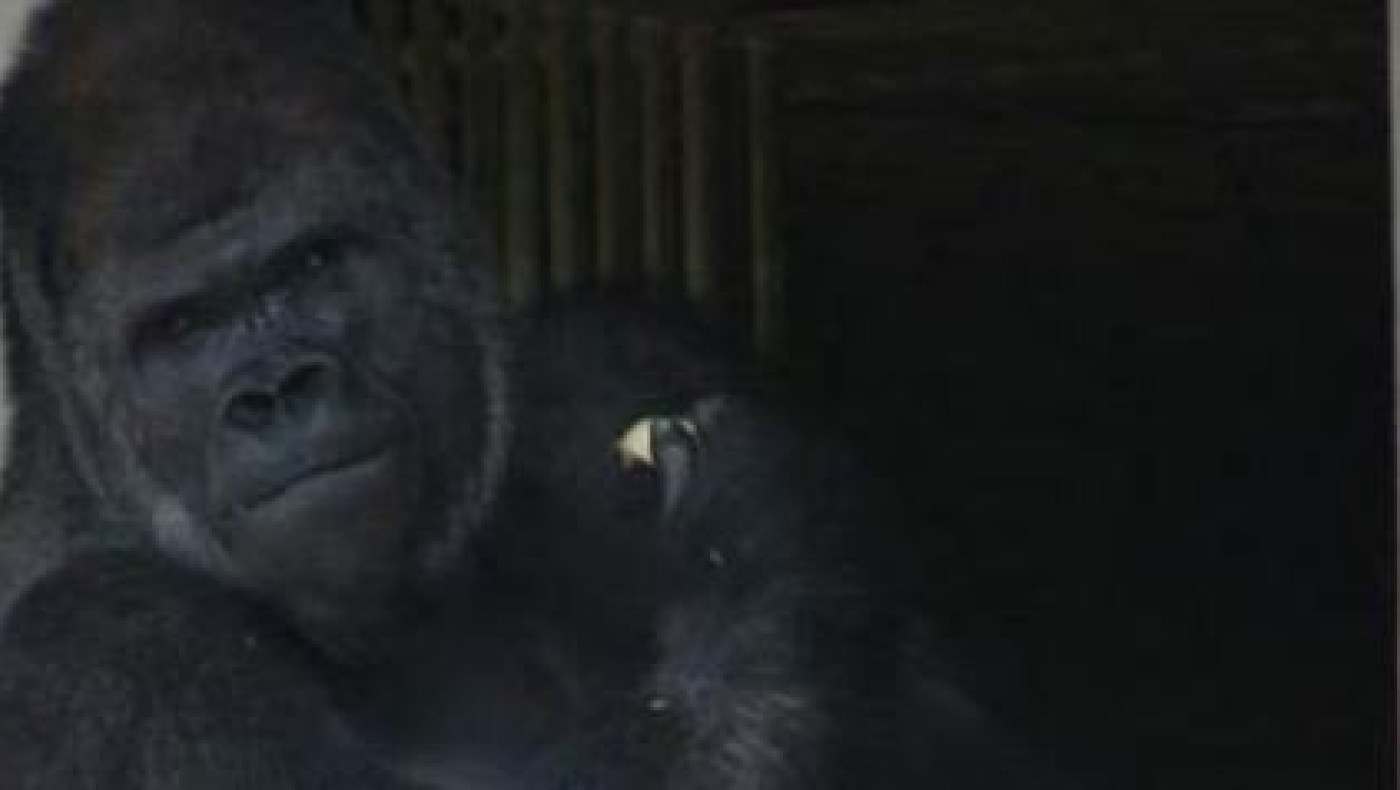 Σαμπάνι: Ο αρρενωπός γορίλας που ξετρελαίνει τις γυναίκες στην Ιαπωνία