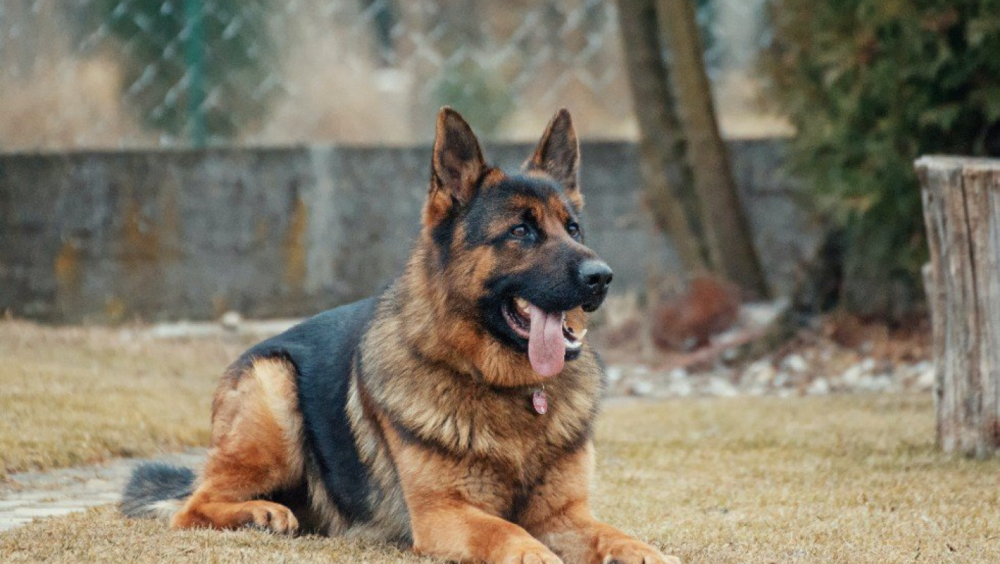 Κιλκίς: Συνελήφθη άνδρας που σκότωσε σκύλο με όπλο